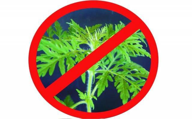 Карантинные сорные растения могут стать причиной аллергических заболеваний населения 